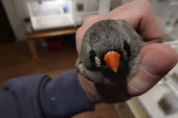 Zebřičky, pásovníci, kanáři, holoubek diamantový
