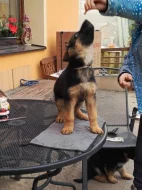 Stenata německých ovcaku