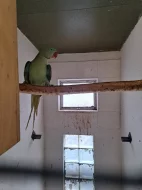 Žako kongo