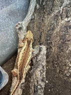 Prodám Rhacodactylus auriculatus 0.1.0