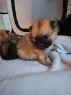 Pomeranian