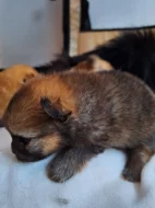 Pomeranian