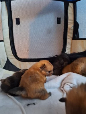 Pomeranian