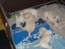 Labrador retriever