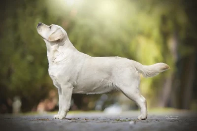 Labrador retriever