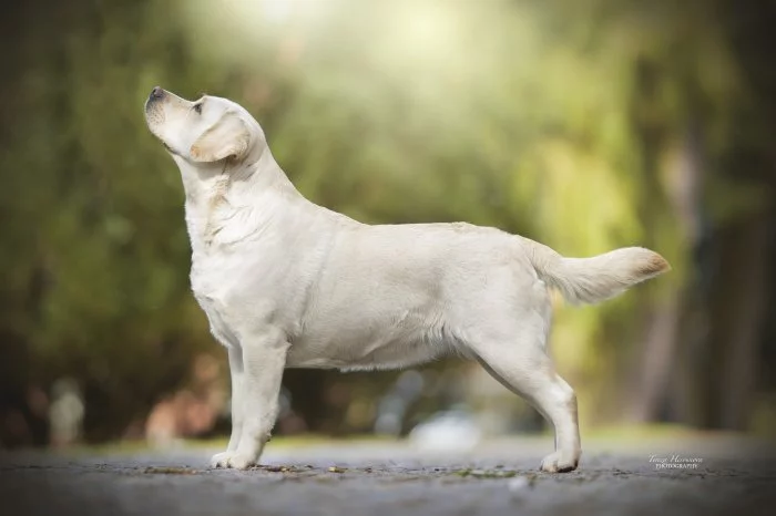 Labrador retriever