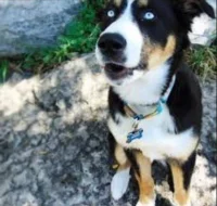 Scháníme Křížence Husky x Bernský salašnický pes