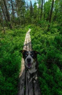 Scháníme Křížence Husky x Bernský salašnický pes