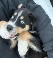 Scháníme Křížence Husky x Bernský salašnický pes