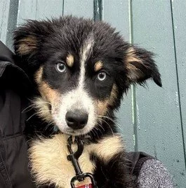 Scháníme Křížence Husky x Bernský salašnický pes