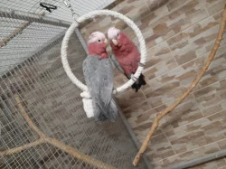 Kakadu růžový - ručně dokrmená mláďata 2023