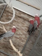 Kakadu růžový - ručně dokrmená mláďata 2023