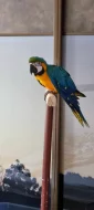 ara ararauna