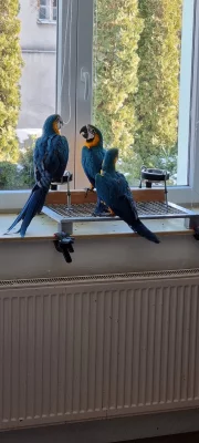 ara ararauna