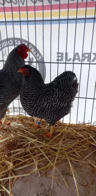 Násadová vejce Vyandotky žíhané zdrobnělé