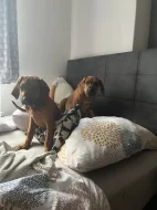 Rhodéský ridgeback