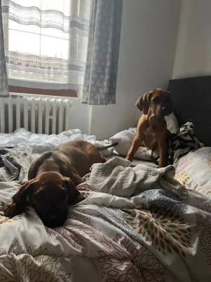 Rhodéský ridgeback