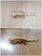 Prodám pagekony řasnaté. Na místě odběru se lze dohodnout.