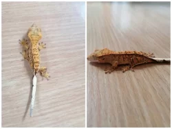 Prodám pagekony řasnaté. Na místě odběru se lze dohodnout.