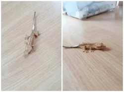 Prodám pagekony řasnaté. Na místě odběru se lze dohodnout.