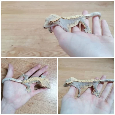 Prodám pagekony řasnaté. Na místě odběru se lze dohodnout.