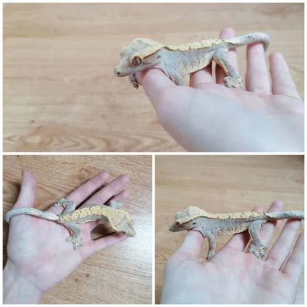 Prodám pagekony řasnaté. Na místě odběru se lze dohodnout.