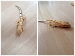 Prodám pagekony řasnaté. Na místě odběru se lze dohodnout.