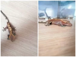 Prodám pagekony řasnaté. Na místě odběru se lze dohodnout.