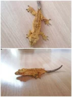 Prodám pagekony řasnaté. Na místě odběru se lze dohodnout.