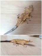 Prodám pagekony řasnaté. Na místě odběru se lze dohodnout.