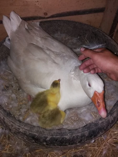 Prodám husy