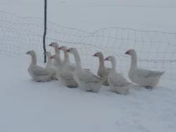 Prodám husy