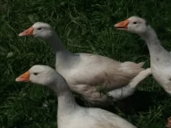 Prodám husy