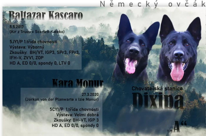 Prodám štěňata německého ovčáka s PP