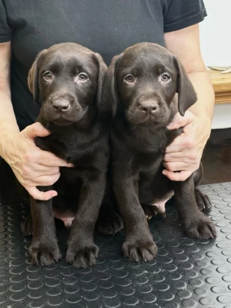 Čokoládová štěňata Labrador Retriever s PP