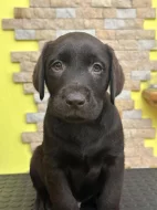 Čokoládová štěňata Labrador Retriever s PP