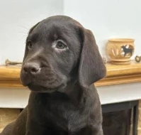 Čokoládová štěňata Labrador Retriever s PP