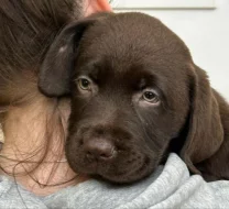 Čokoládová štěňata Labrador Retriever s PP
