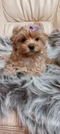 Biewer Golddust Yorkshire Terrier