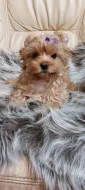 Biewer Golddust Yorkshire Terrier