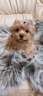 Biewer Golddust Yorkshire Terrier