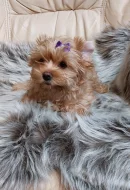 Biewer Golddust Yorkshire Terrier