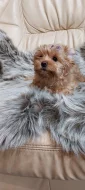 Biewer Golddust Yorkshire Terrier