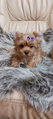 Biewer Golddust Yorkshire Terrier