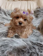 Biewer Golddust Yorkshire Terrier