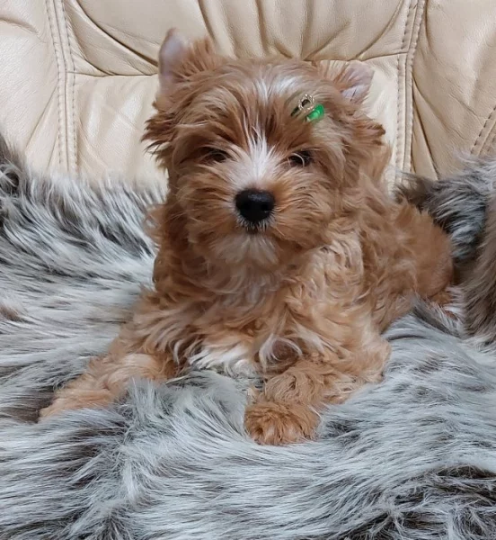 Biewer Golddust Yorkshire Terrier
