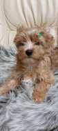 Biewer Golddust Yorkshire Terrier