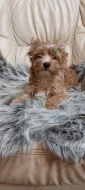 Biewer Golddust Yorkshire Terrier