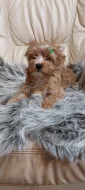Biewer Golddust Yorkshire Terrier