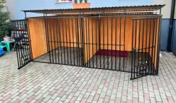 Prodám American bully xx